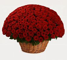 Премиум букет из: Розы в Екатериноградской